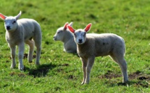 Isère: 15 moutons inscrits à l'école pour éviter une fermeture de classe
