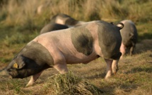 Hong Kong va abattre 6.000 porcs après la détection d'un cas de peste porcine