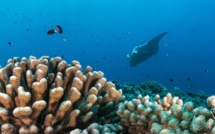 La Polynésie française à l'honneur à l'Aquarium de Paris