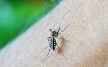 Algérie et Argentine certifiées exemptes de paludisme par l'OMS