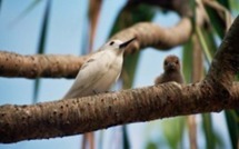 Un congrès de paléo et néo-écologie à Moorea