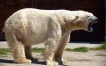 Russie: un ours blanc affamé repéré à plus de 800 km de son habitat