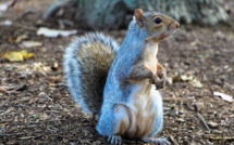 USA: il donnait de la meth à son écureuil pour en faire un animal d'attaque