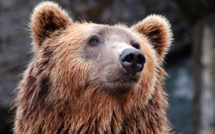 Ariège: éleveurs et élus locaux demandent des retraits d'ours après une hécatombe de brebis