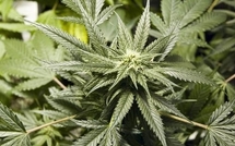Huahine: Exploitant de cannabis à...13 ans!