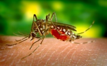 Démoustication en Dordogne après un cas de dengue