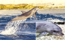 Un dauphin meurt après la collision avec un paquebot à Tiputa