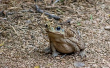 Australie: alerte au crapaud-buffle dans le sud