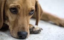 Premier procès devant un tribunal en Amérique Latine d'un chien victime de maltraitance