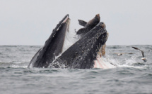 Rarissime photo d'un lion de mer tombant dans la gueule d'une baleine