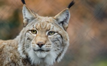 Lynx et panthères traînent mystérieusement la patte en Floride