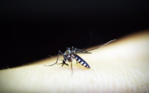 L'OMS appelle à investir massivement dans la lutte contre le paludisme