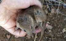 Australie: d'"intenses" accouplements responsables de la mort prématurée de marsupiaux