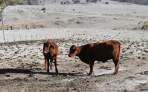 Une sécheresse exceptionnelle rapproche l'Outback australien du "Jour Zéro"