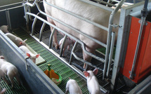 Construction d’une nouvelle station publique d’élevage porcin