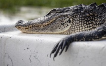 Deux hommes arrêtés en Floride après avoir fait boire de la bière à un alligator