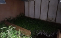 825 plants de cannabis découverts à Taiarapu Est