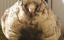 Chris le mouton, célèbre pour sa toison, est mort
