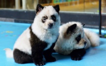 Chine: un café à animaux fustigé pour ses "chiens pandas"