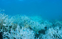 Le CRIOBE alerte sur l'acidification de l'océan qui met nos coraux en danger