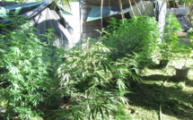 468 plants de cannabis, 776 gr d'herbe découverts à Papara