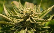 Cannabis: pas de preuve d'efficacité contre les troubles mentaux