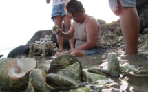 La pêche aux trocas ouverte dès lundi à Raiatea et Tahaa