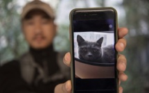 En Chine, détective high-tech pour chats perdus