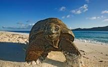 Les Seychelles de moins en moins le paradis des tortues et autres perroquets