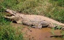 Australie: il échappe à des crocodiles en grimpant sur la table de billard