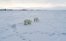 Changement climatique: 56 ours blancs aux abords d'un village russe
