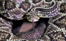 Au Brésil, un venin de serpent mortel qui sauve des vies