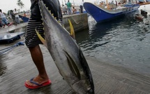 Pêche au thon dans le Pacifique : impasse sur un accord de gestion durable