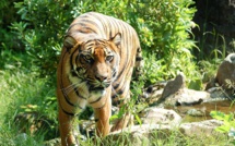 Indonésie: un agriculteur tué par un tigre de Sumatra