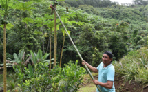 Toarii Estall récolte les fruits de sa passion