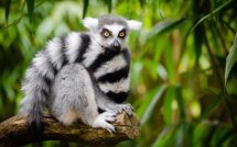 Le réchauffement climatique, nouvelle menace sur les lémuriens de Madagascar