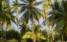 Nuku Hiva: Une touriste décède après avoir reçu une noix de coco sur la tête