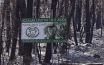 Australie: les incendies déciment koalas et autres espèces sauvages uniques
