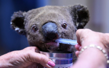 Feux en Australie: pétition pour introduire le koala en Nouvelle-Zélande