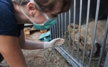 Une jeune lionne d'Asie est morte au muséum de Besançon, où elle était née en 2014