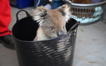 Des dizaines de koalas soignés dans un hôpital de campagne sur l'île Kangourou