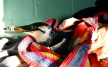 Une vague de chaleur marine en 2015 a tué plus d'oiseaux que la marée noire de l'Exxon-Valdez