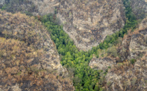 Australie: mission secrète pour sauver des arbres préhistoriques