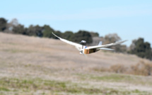 Les drones pourraient bientôt voler comme des oiseaux