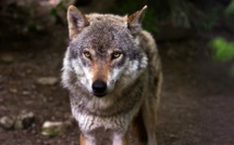 Après la Charente-Maritime, un loup identifié en Charente, premier depuis près d'un siècle