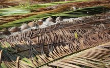 Daniel Herlemme, ministre en charge de la régénération de la cocoteraie en mission à Tahaa