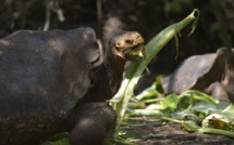 Mission aux Galapagos en quête de tortues géantes sur l'ancienne route des pirates
