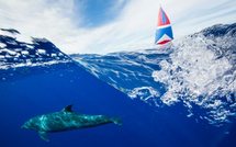 Tahiti Pearl Regatta: Plaisirs variés pour finale en apothéose