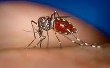 Epidémie de dengue en Nouvelle-Calédonie
