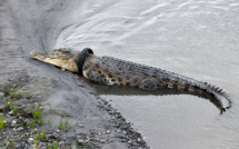 Indonésie: un Australien rejoint la course pour retirer un pneu du cou d'un crocodile